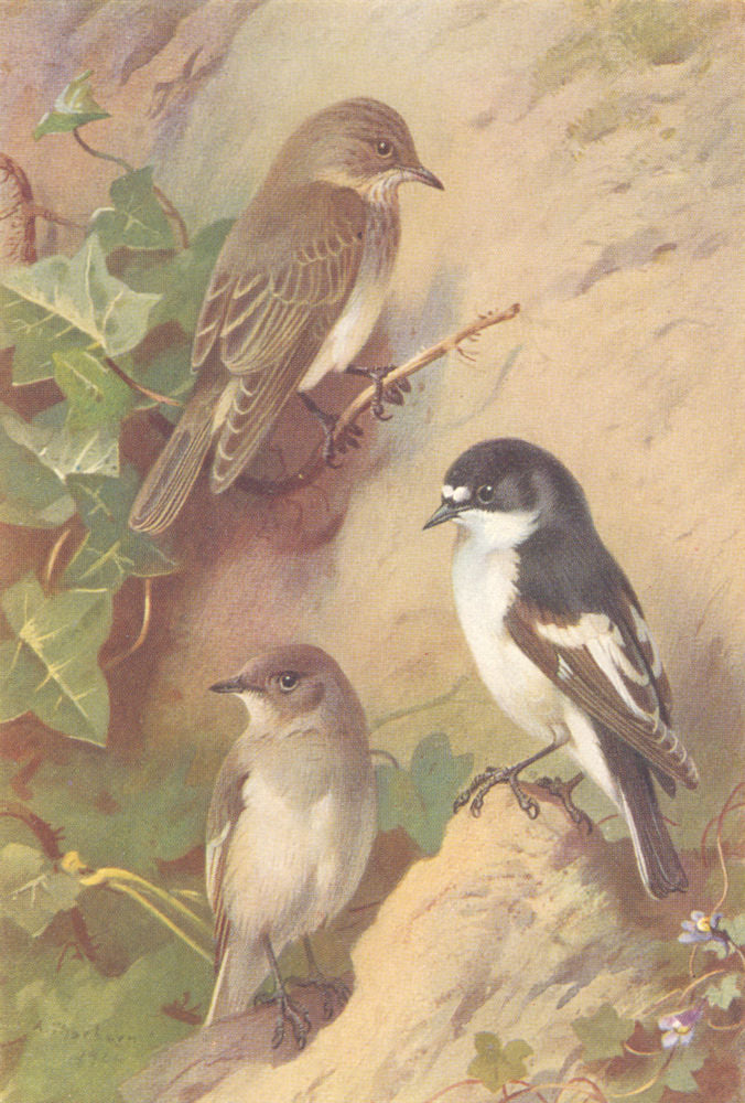 BRITISH BIRDS. Spotted Flycatcher; Pied Flycatcher. THORBURN 1925 old print